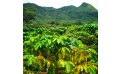 African Coffee: From Farm to Cup - A Journey of Commitment