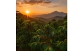 From Underdog to Export Leader: Uganda’s Coffee Revolution