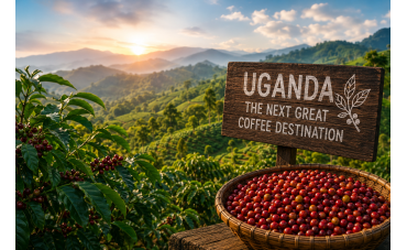 Uganda Coffee Tourism: The Rise of East Africa's Next Coffee Trail
