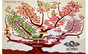 Africa’s Coffee Family Tree: The Wild Species That Could Save the Future of Coffee